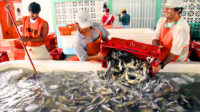 sector pesquero pbi