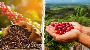 exportaciones peruanas de café