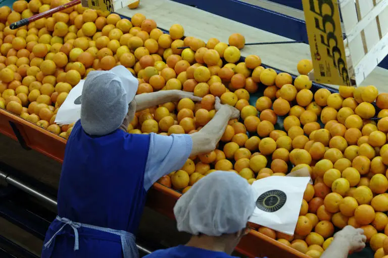 exportación de naranjas