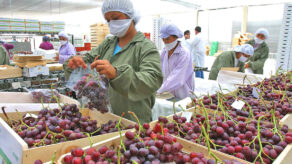 empaque de uvas para exportación