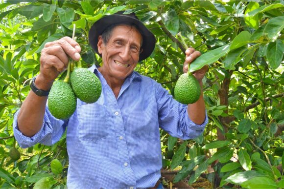 Exportación de palta