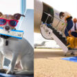bark air servicio para perros