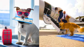 bark air servicio para perros