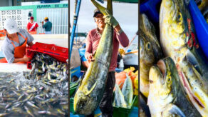 industria pesquera de perico