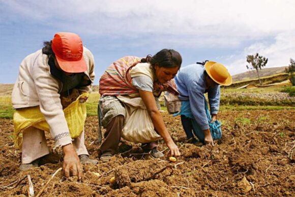 Sector agrícola