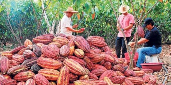 cacao