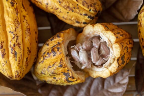 cacao