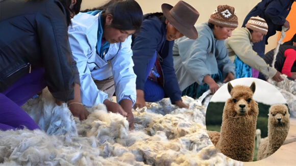 fibra de alpaca
