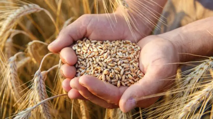importaciones trigo
