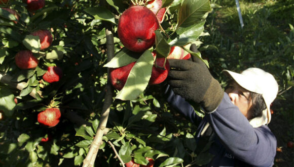 manzana chilena