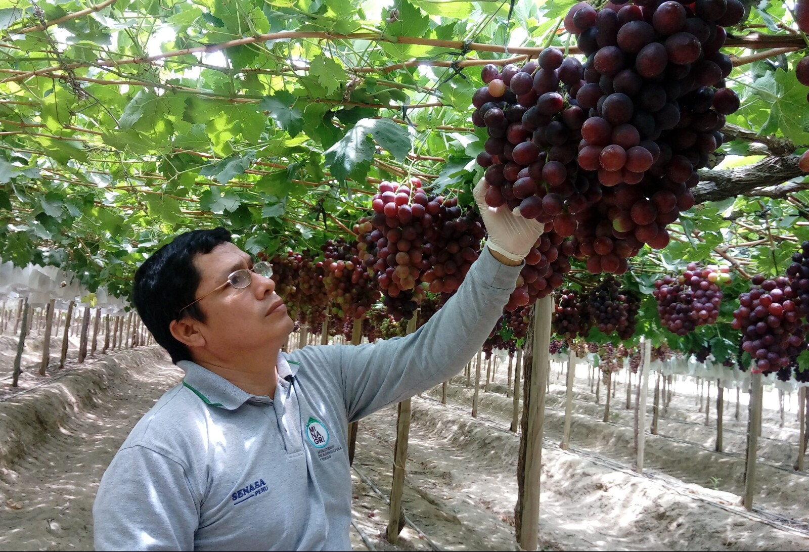 sector agrícola - uva