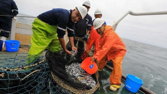pesca de anchoveta