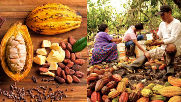 Machu Picchu Foods cacao
