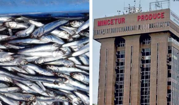 anchoveta - produce