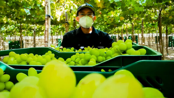 agroexportaciones