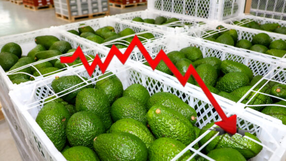 exportación de palta