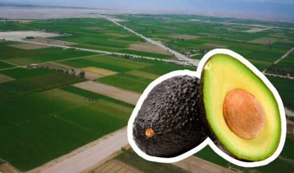 palta - Majes II