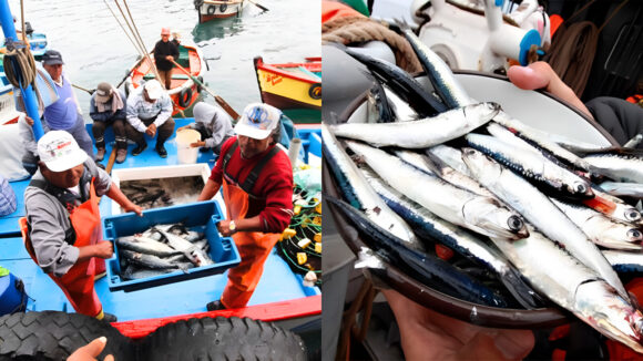 pesca anchoveta