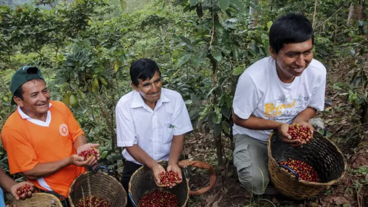 productores de café