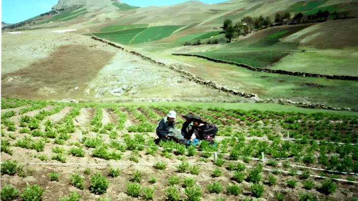 Perú Planea Incorporar 250 000 Hectáreas A La Agricultura Moderna