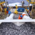 Pesca de anchoveta