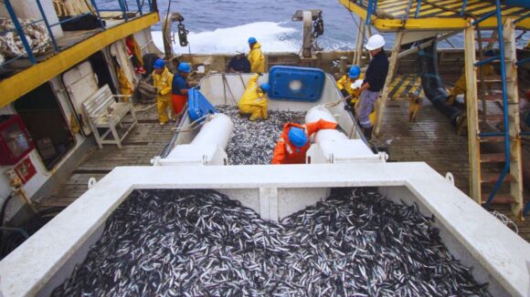 Pesca de anchoveta