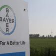 Bayer utiliza IA para acelerar la lucha contra malezas resistente a herbicidas