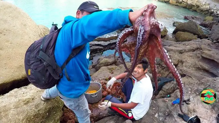 Produce fija cuota de 740 toneladas para la captura de pulpo en Piura y Lambayeque