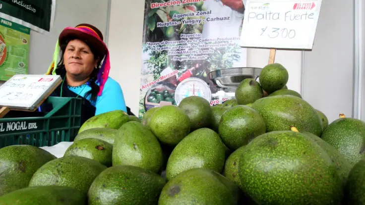 precios de la palta