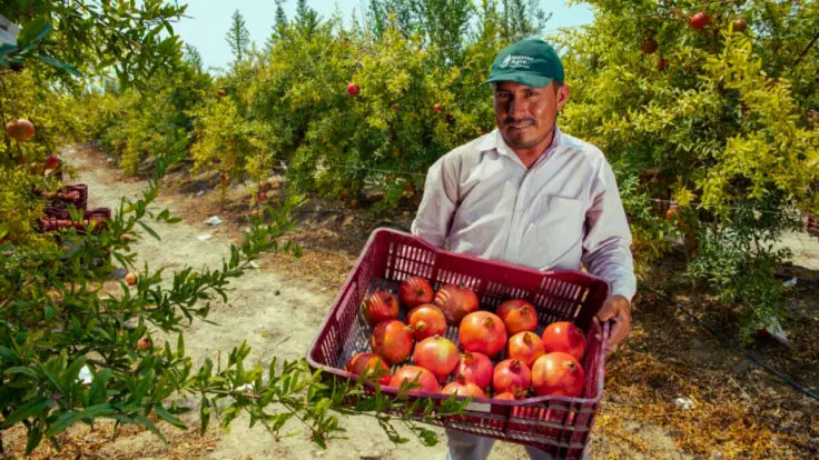 producción de granada caída