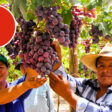 exportación aérea de uvas a China