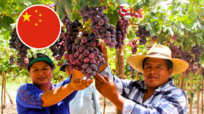exportación aérea de uvas a China