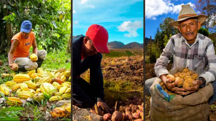 agromercado midagri