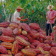 agrobanco cacao