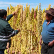 exportaciones peruanas de quinua