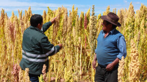 exportaciones peruanas de quinua