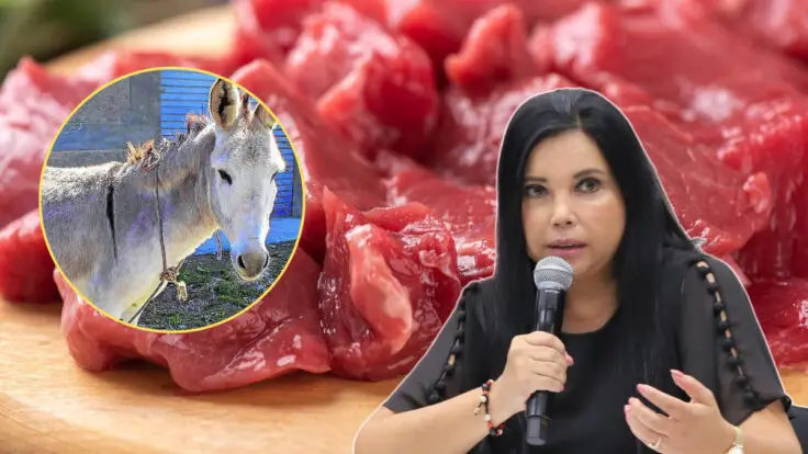 Perú exportará carne de burro