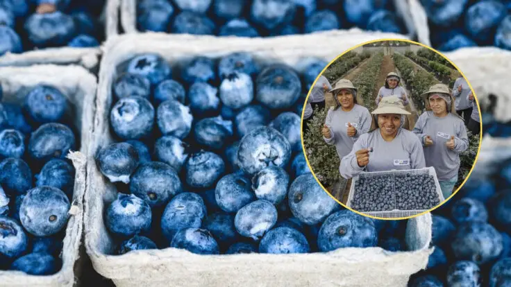 Producción de arándanos en Lambayeque