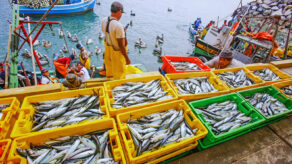 sector pesquero