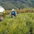 insumos agrícolas recuperación