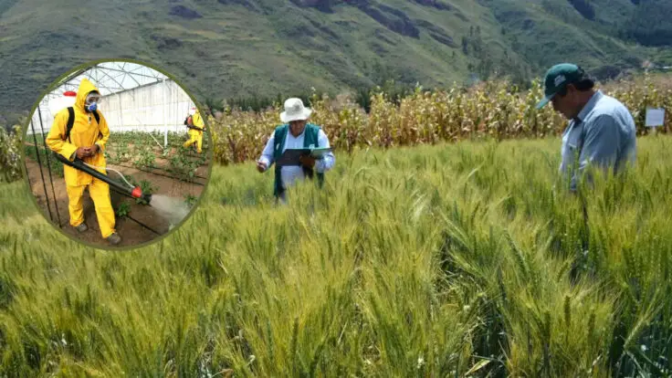 insumos agrícolas recuperación