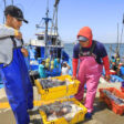 pesca no tradicional caída