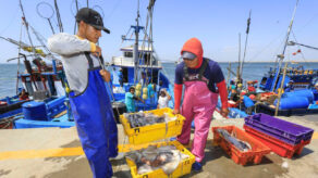 pesca no tradicional caída