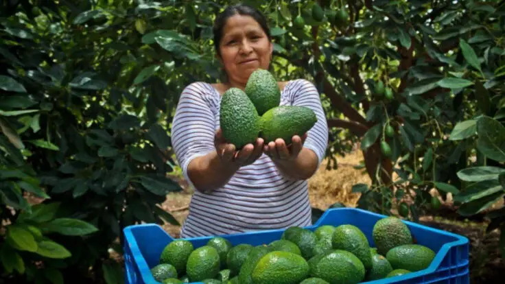 producción de palta