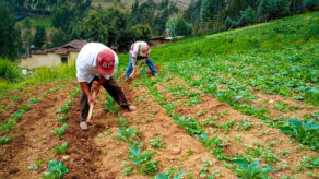 campaña agrícola incremento