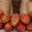 exportaciones cacao