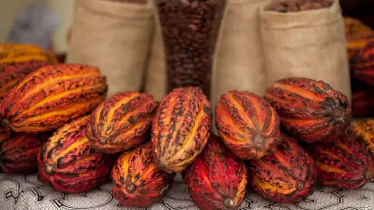 exportaciones cacao