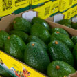 Conpal Perú mercado palta