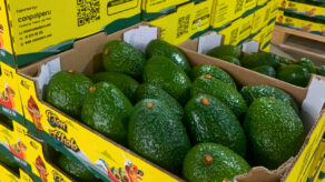 Conpal Perú mercado palta