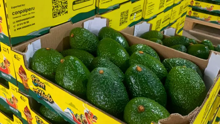 Conpal Perú mercado palta